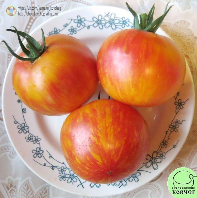 13. Жёлтый полосатый кабан (8)_1 2019г. Семена томата Жёлтый полосатый кабан