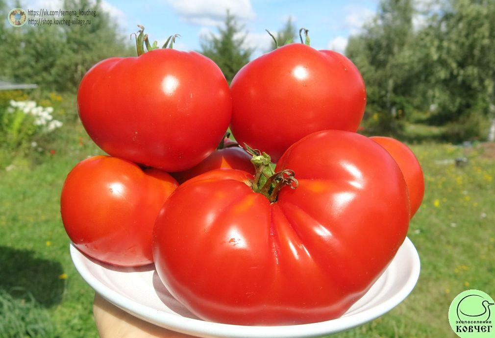 18. Кароль Шико биг паст (9)_1 2019г. Семена томата Кэрол Шико биг паст