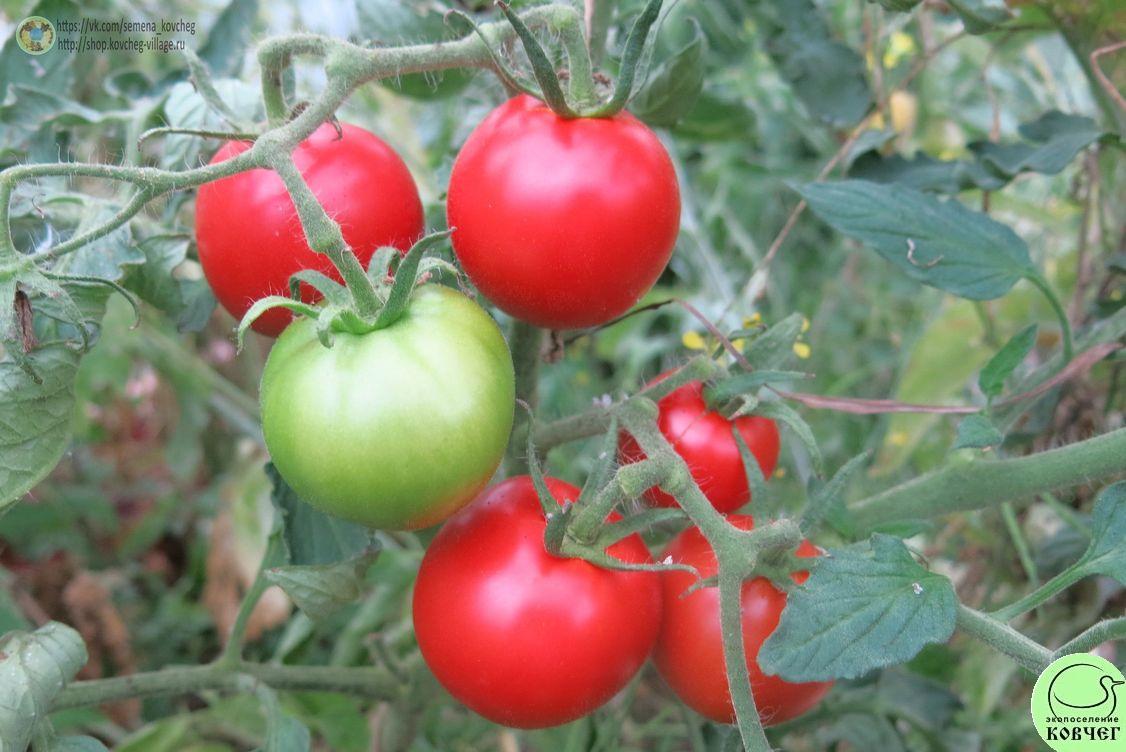 19. Кечкемети юбилейный (12)_1 2025г. Семена томата Кечкемети юбилейный