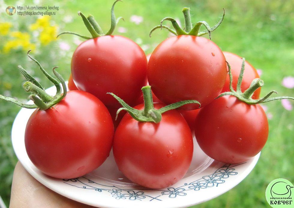 19. Кечкемети юбилейный (14)_1 2025г. Семена томата Кечкемети юбилейный