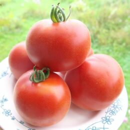2019г. Семена томата Красный вельвет