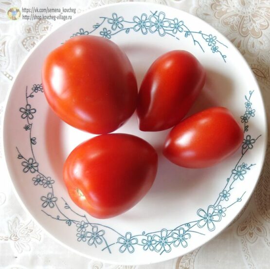 Семена томата Кубышка сибирская