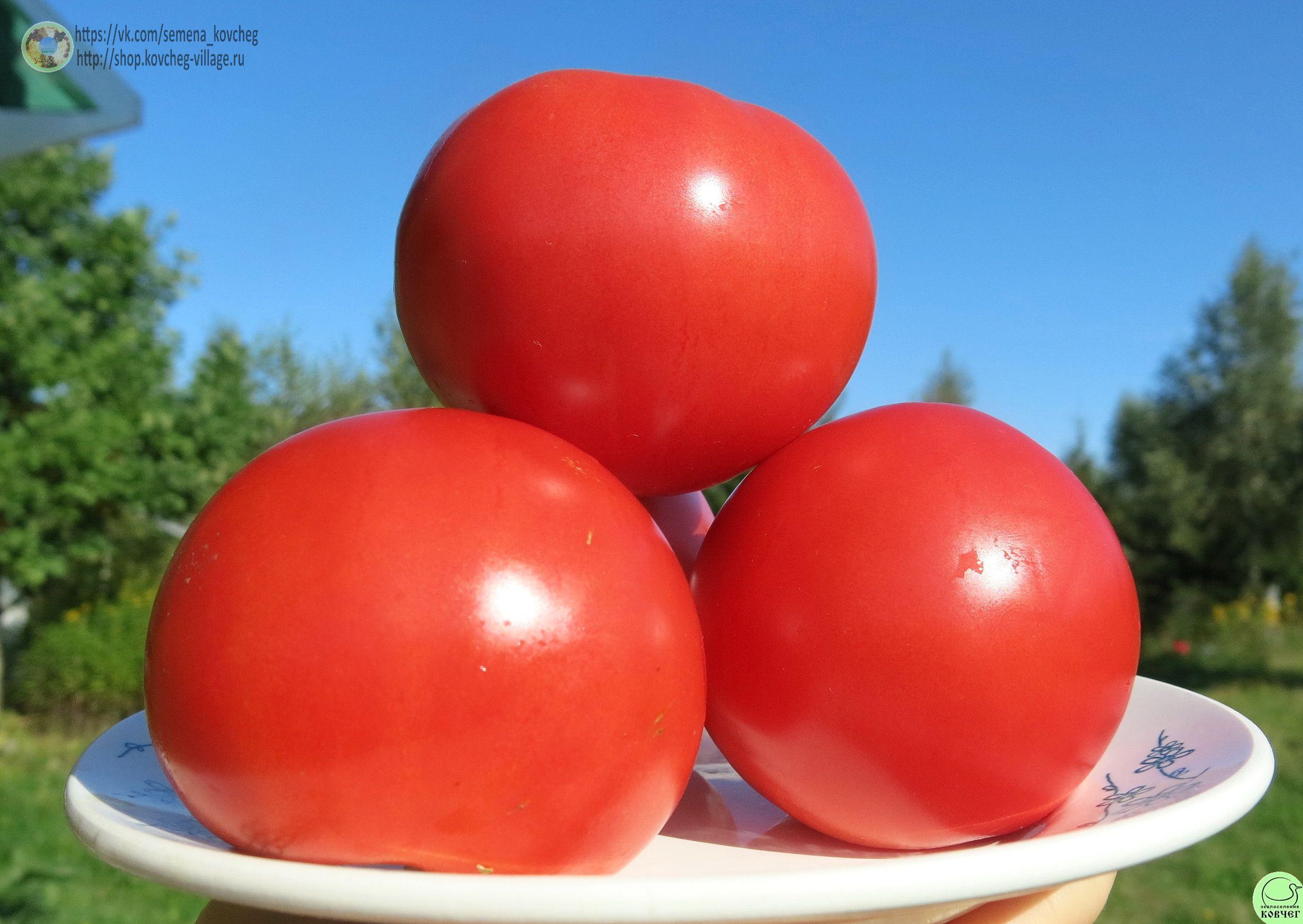 3. Анна русская (10) 2019г. Семена томата Анна Русская
