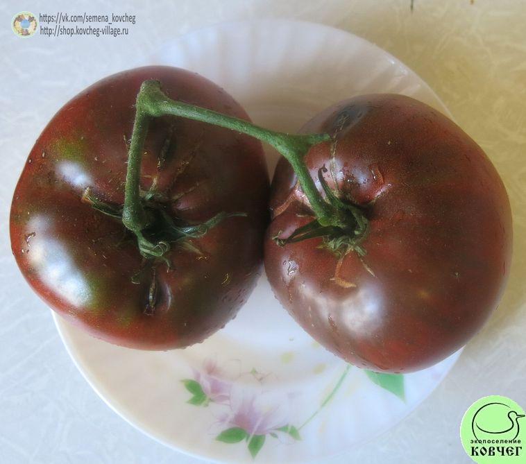 35. Пурпурная страсть (3)_1 2019г. Семена томата Пурпурная страсть