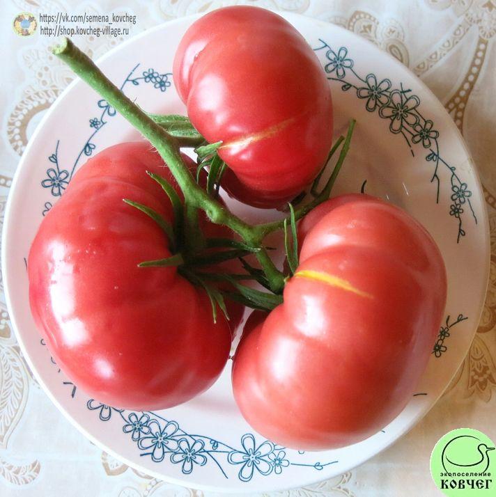39. Санта Мария Роза (4)_1 2019г. Семена томата Санта-Мария-Роза