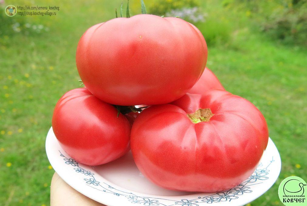39. Санта Мария Роза (7)_1 2019г. Семена томата Санта-Мария-Роза