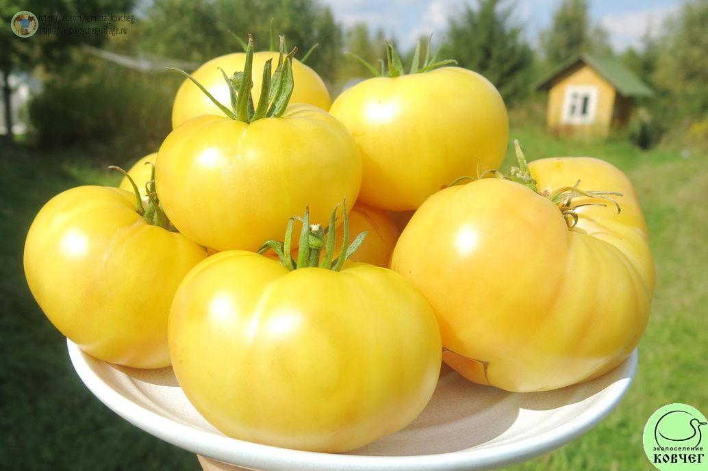 42. Сноубол (7)_1 2019г. Семена томата Сноуболл