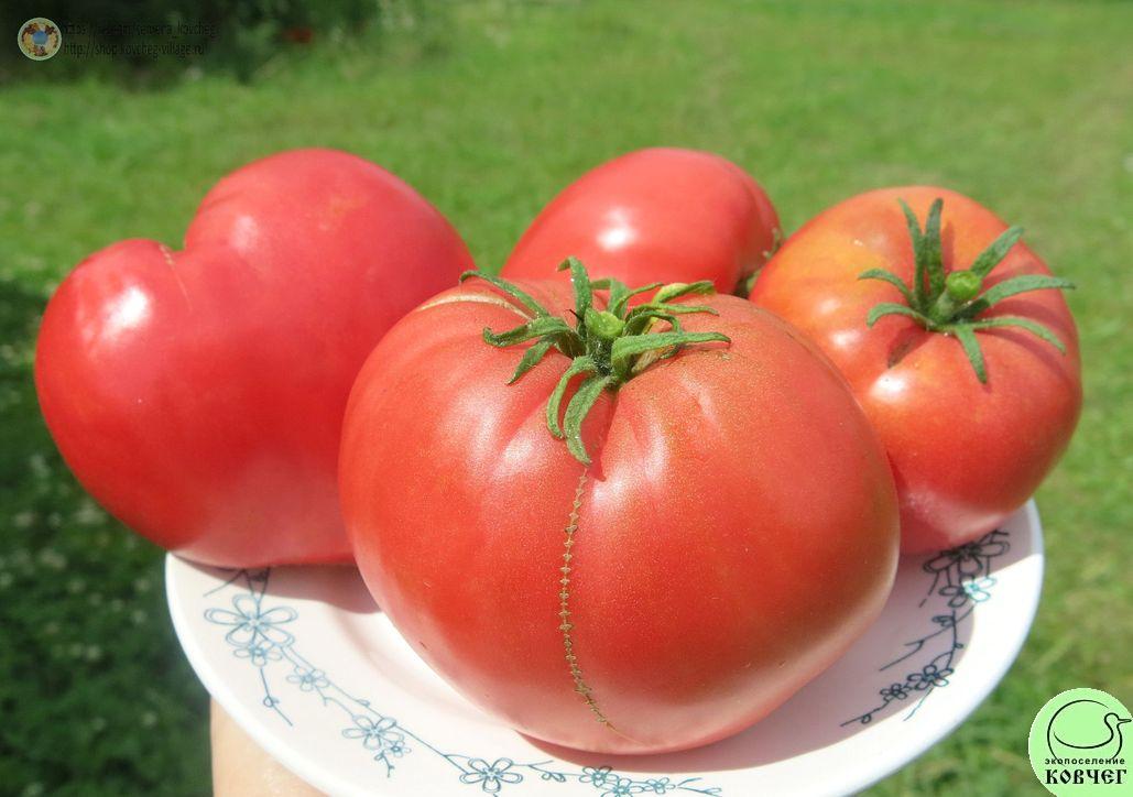 44. Тяжеловес Сибири (16)_1 2019г. Семена томата Тяжеловес Сибири