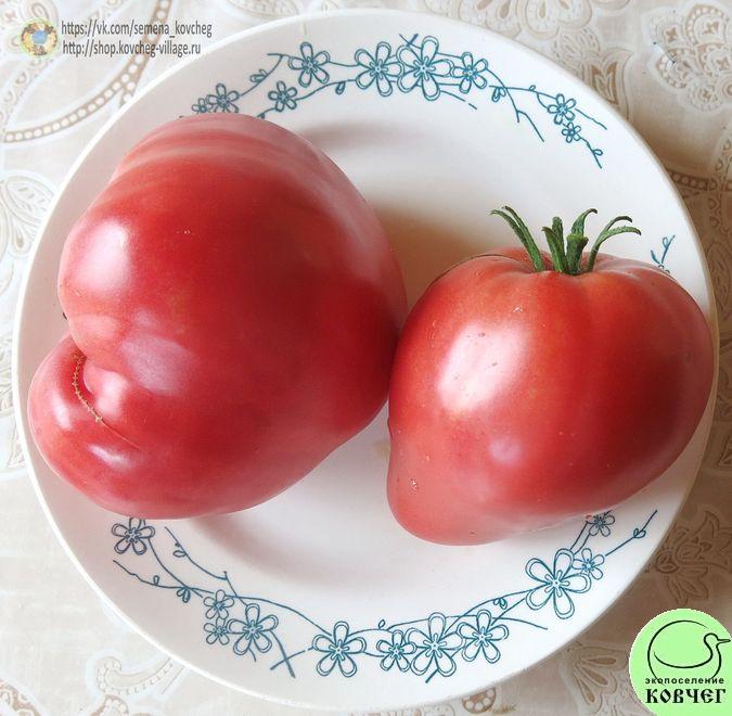 44. Тяжеловес Сибири (17)_1 2019г. Семена томата Тяжеловес Сибири