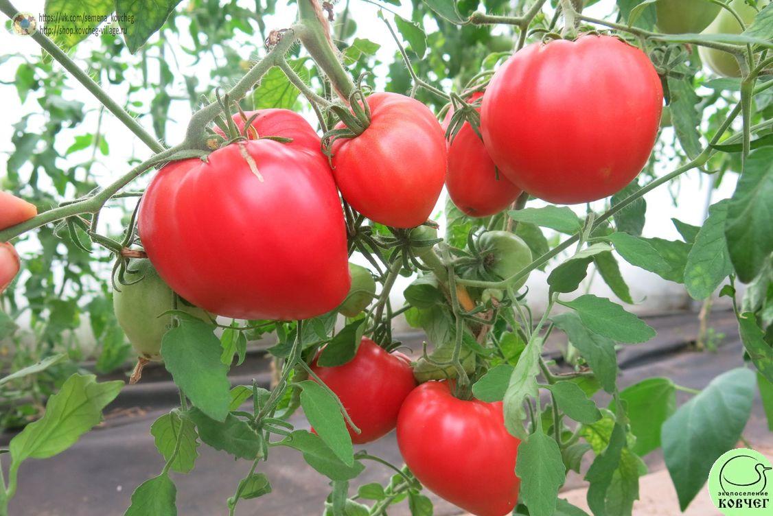 44. Тяжеловес Сибири (9)_1 2019г. Семена томата Тяжеловес Сибири