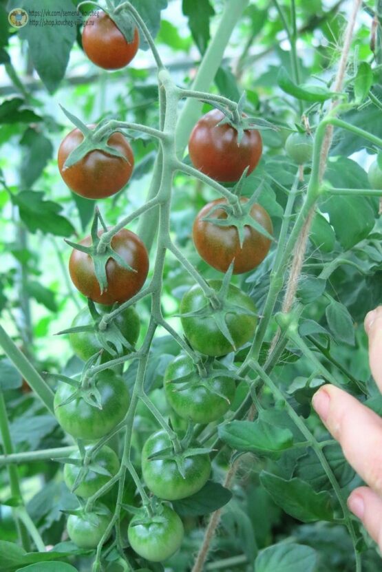 Семена томата Чёрные черри