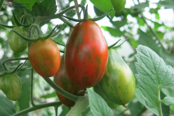 2019г. Семена томата Чёрный мавр полосатый