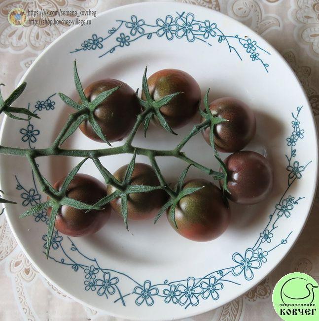 53. Чёрный шоколад черри (6)_1 2019г. Семена томата Чёрный шоколад черри