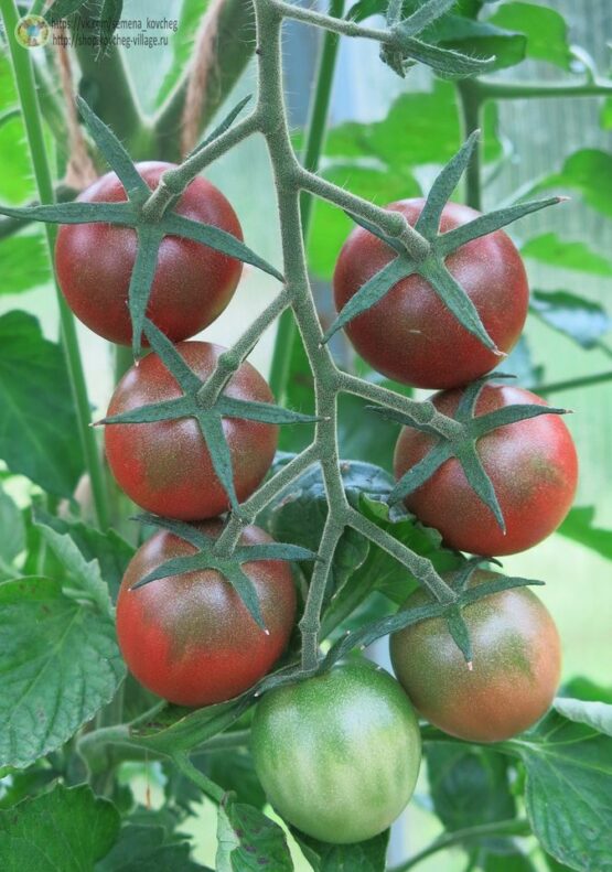 Семена томата Чёрный шоколад черри