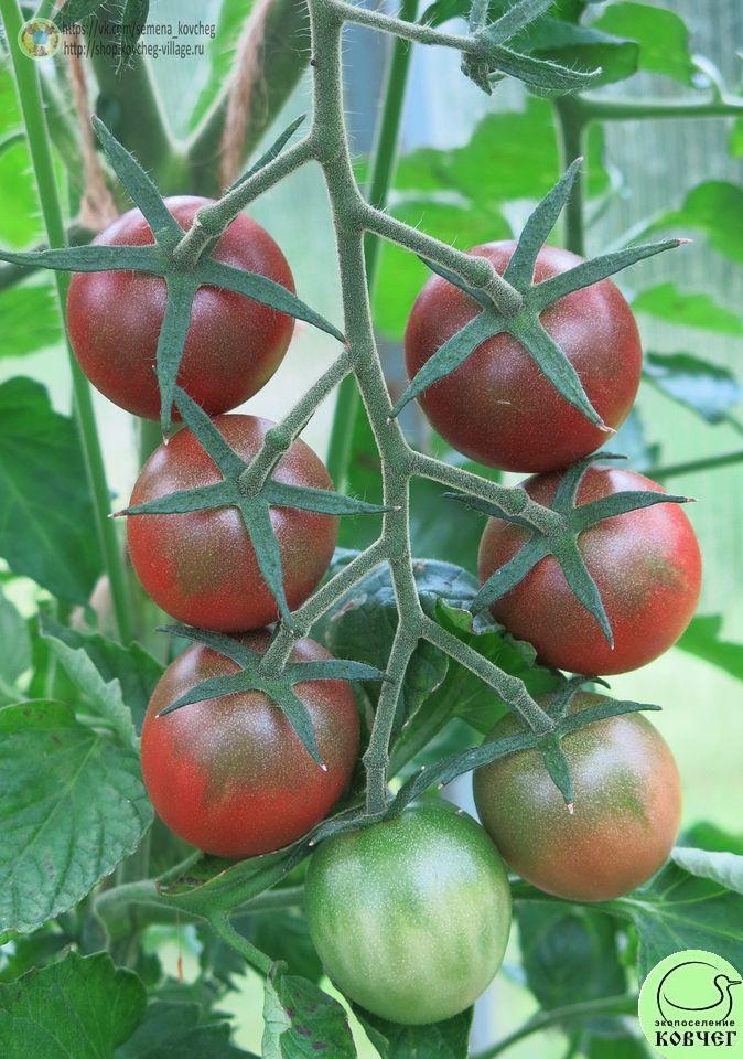 53. Чёрный шоколад черри_1 2019г. Семена томата Чёрный шоколад черри