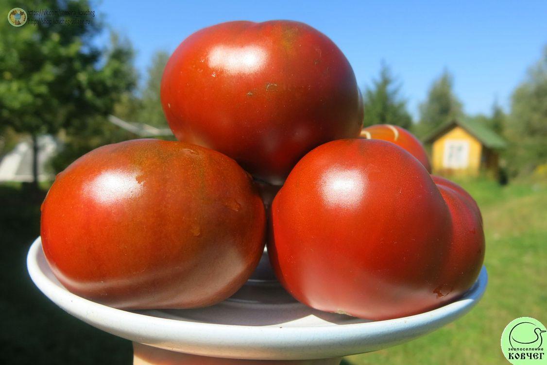 54. Чероки шоколад (19)_1 2019г. Семена томата Чероки шоколад