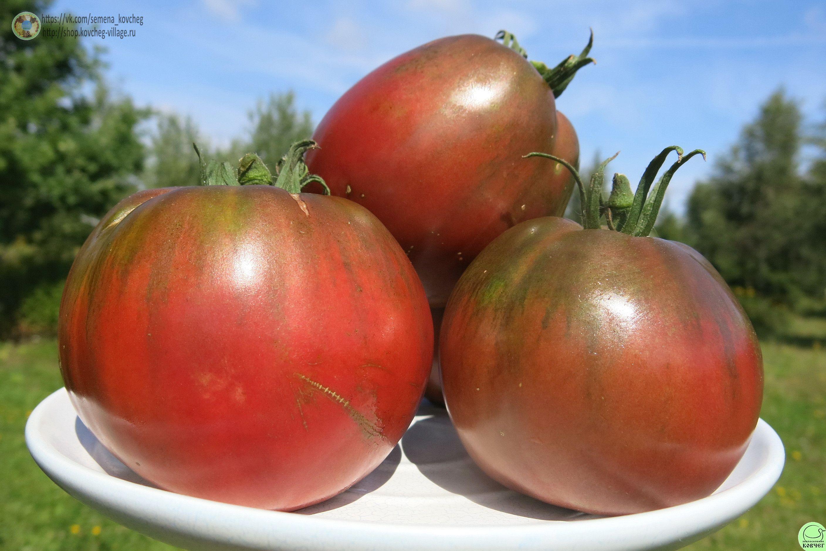 9. Бычье сердце чёрное (7) 2019г. Семена томата Бычье сердце чёрное