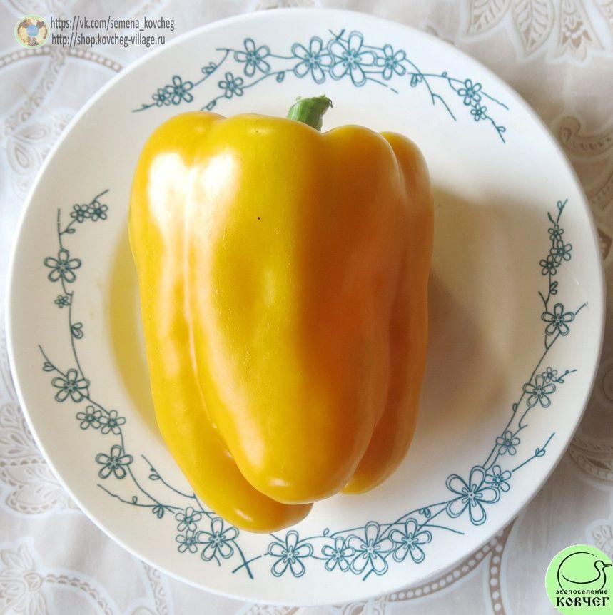 Перец сладкий 8. Голден муттер (5)_2_1 2019г. Семена перца сладкого Голден муттер (от Юли)