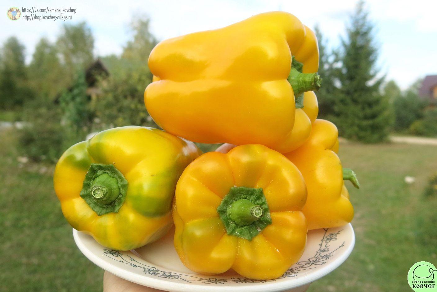 Перец сладкий 8. Голден муттер (6)_2_1 2019г. Семена перца сладкого Голден муттер (от Юли)