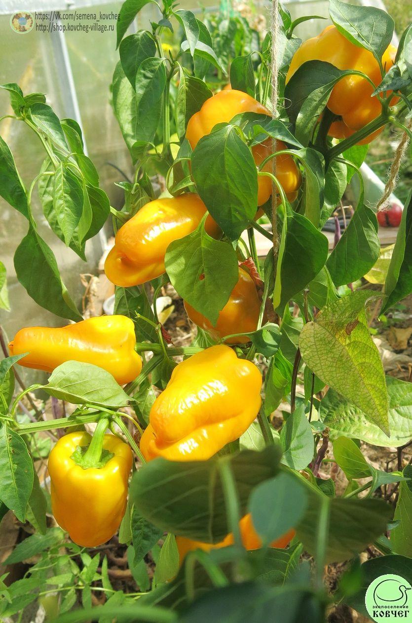 Перец следкий 8. Голден муттер Ю (4)_2_1 2019г. Семена перца сладкого Голден муттер (от Юли)