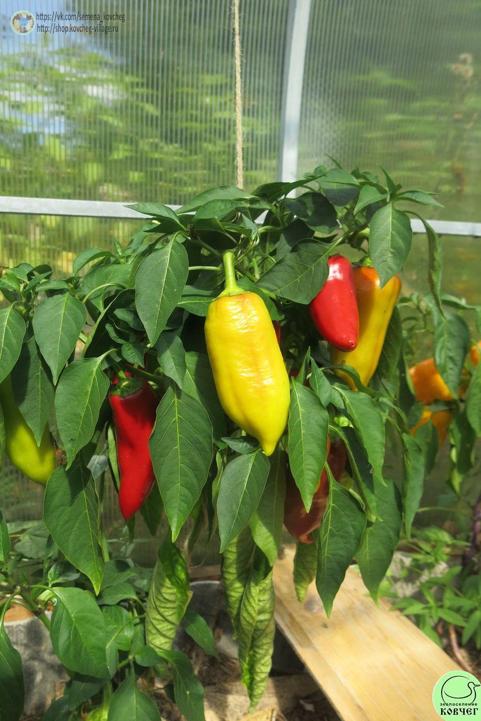 Перец следкий 9. Дельфин Ю (18)_2_1 2019г. Семена перца сладкого Дельфин (от Юли)