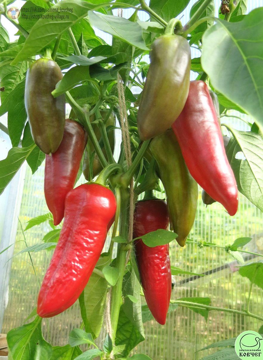 Перец следкий 9. Дельфин Ю (9)_2_1 2019г. Семена перца сладкого Дельфин (от Юли)