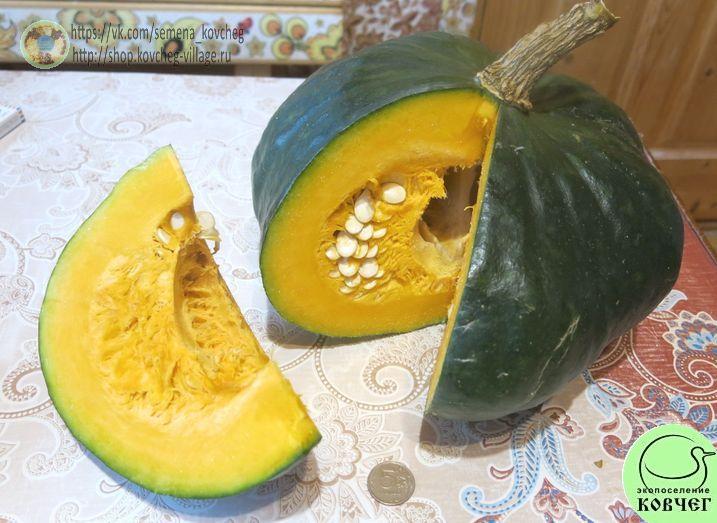 Марина из Киоджа (3)_1_2 2024г. Семена тыквы Марина из Киоджа