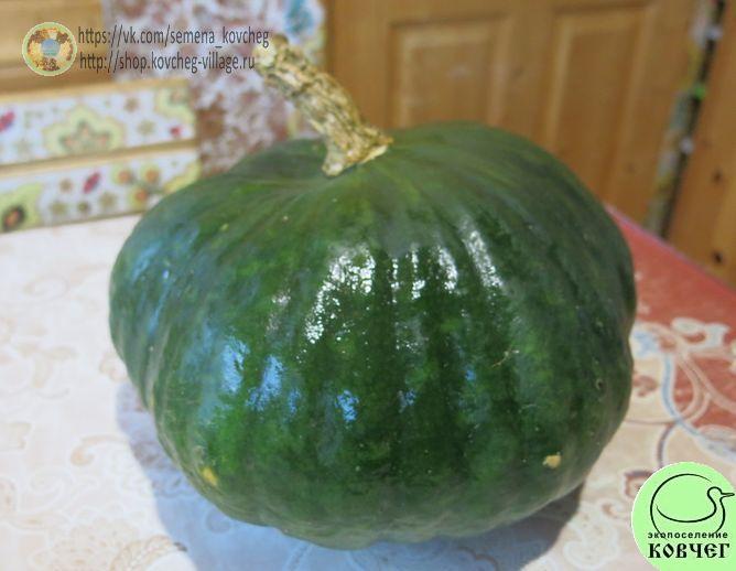 Марина из Киоджа_1_2 2024г. Семена тыквы Марина из Киоджа