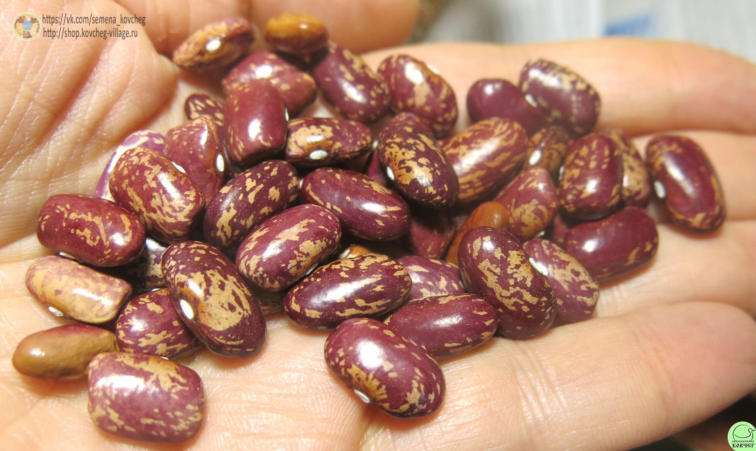 Фасоль кустовая Пёстрая_1 2024г. Семена фасоли Пёстрая