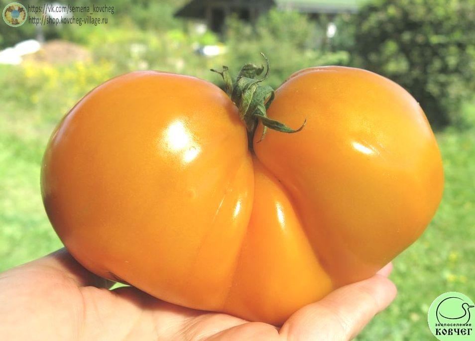 11. Доктор Вич (2)_1 Семена томата Доктор Вич