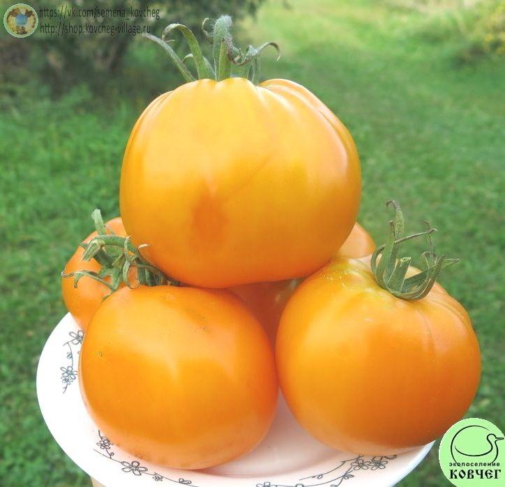 11. Доктор Вич (9)_1 Семена томата Доктор Вич