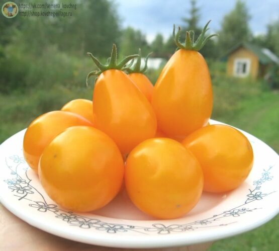 Семена томата Жёлтые лампочки из Лопатино