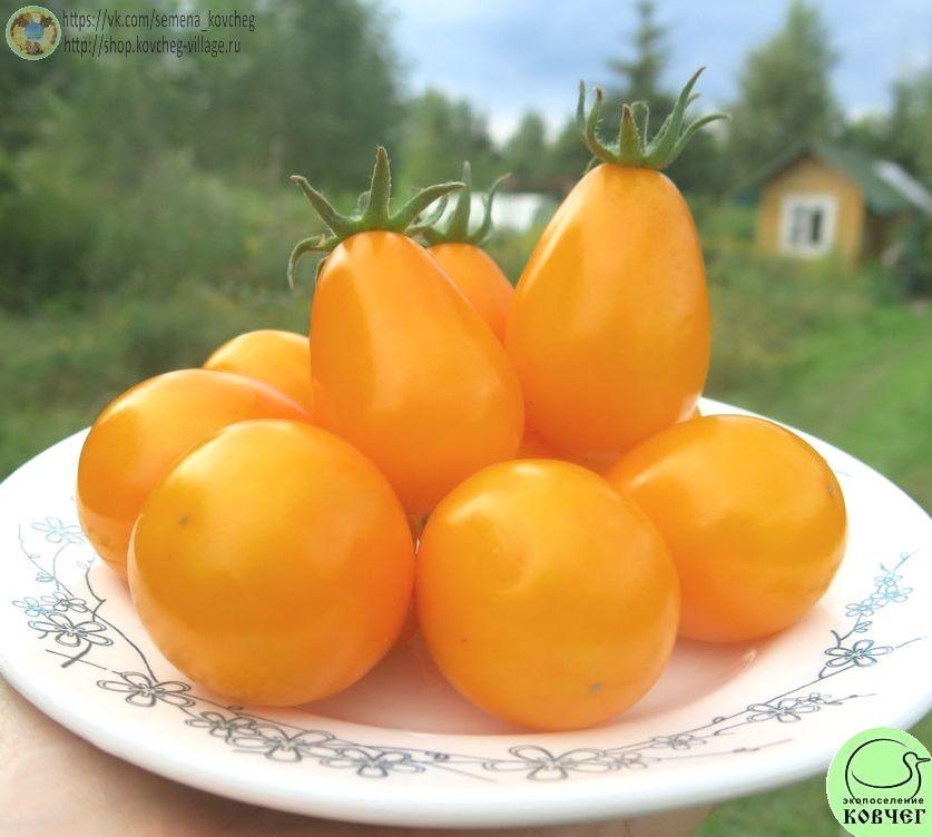 14. Жёлтые лампочки из Лопатино (4)_1 Семена томата Жёлтые лампочки из Лопатино