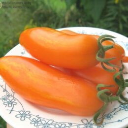 2025г. Семена томата К-54-70