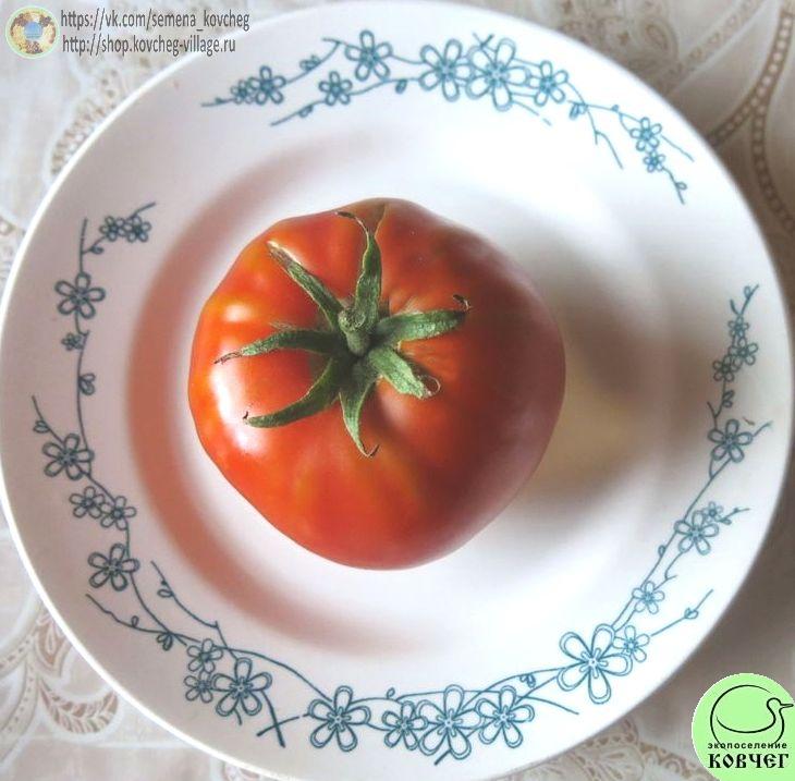 19. Коробейник (5)_1 Семена томата Коробейник