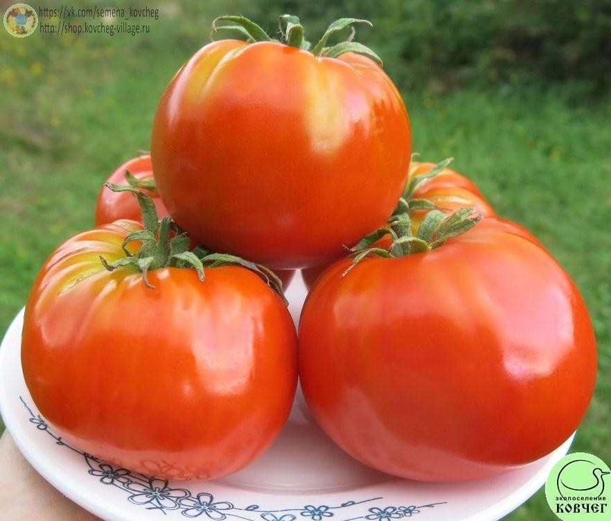 19. Коробейник (6)_1 Семена томата Коробейник
