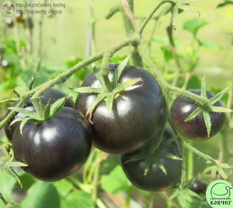20. Королева ночи (5)_1 2025г. Семена томата Королева ночи