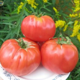 2023г. Семена томата Легендарная Сызранская розовая ранняя помидора