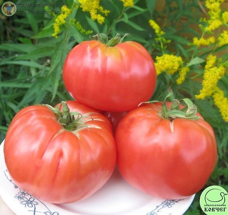 21. Легендарная Сызранская розовая ранняя помидора (4)_1 2023г. Семена томата Легендарная Сызранская розовая ранняя помидора