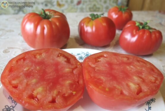 Семена томата Легендарная Сызранская розовая ранняя помидора