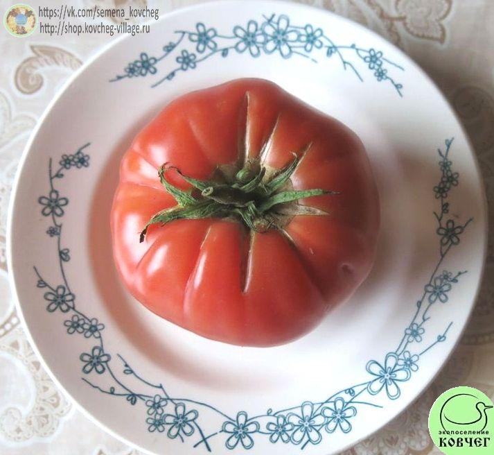 21. Легендарная Сызранская розовая ранняя помидора_1 2023г. Семена томата Легендарная Сызранская розовая ранняя помидора