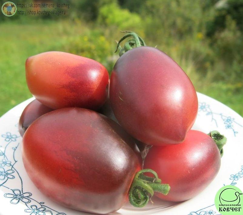 26. Паскаль из Пикардии (11)_1 Семена томата Паскаль из Пикардии