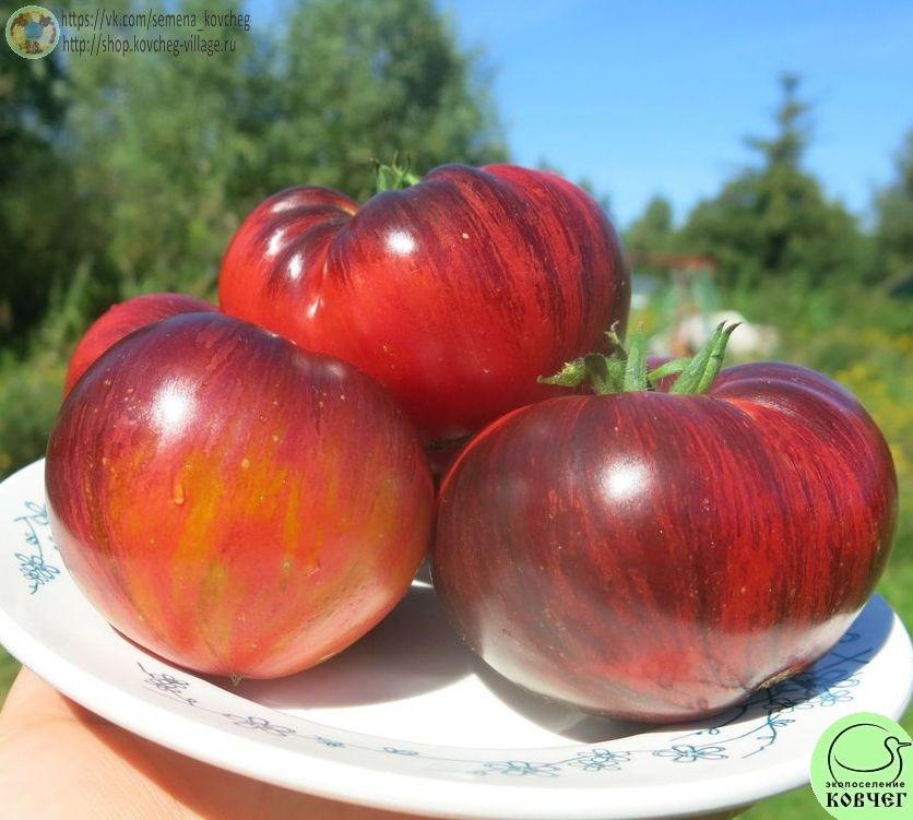 27. Прекрасный пышный (7)_1 Семена томата Прекрасный пышный