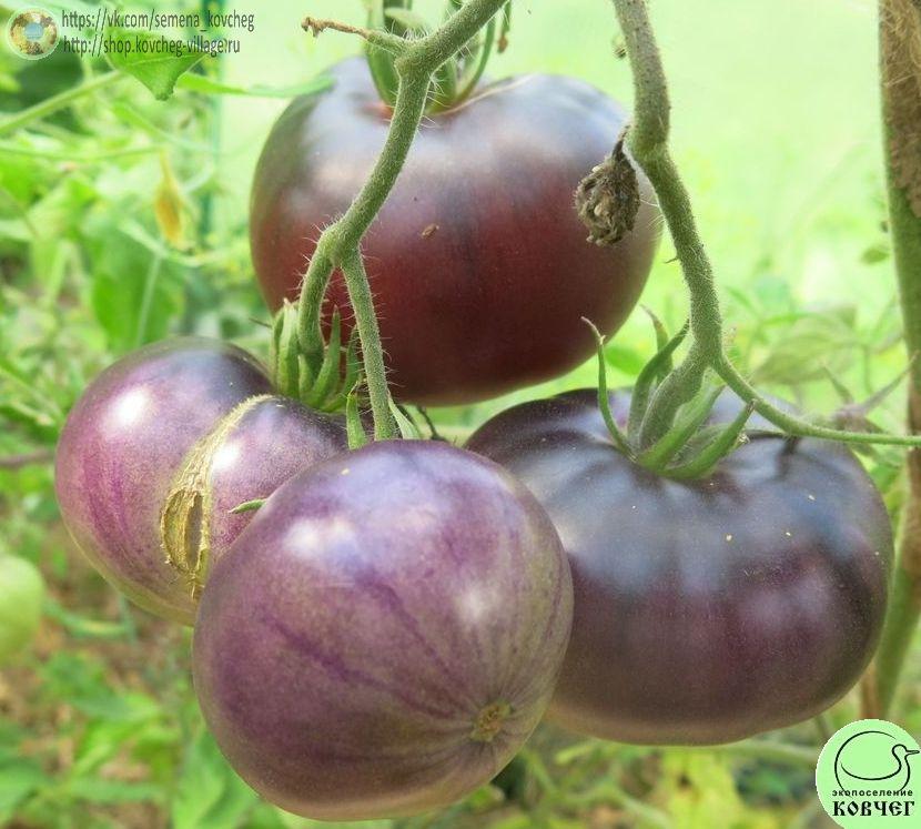 29. Розовый Сибирский тигр_1 Семена томата Розовый Сибирский тигр