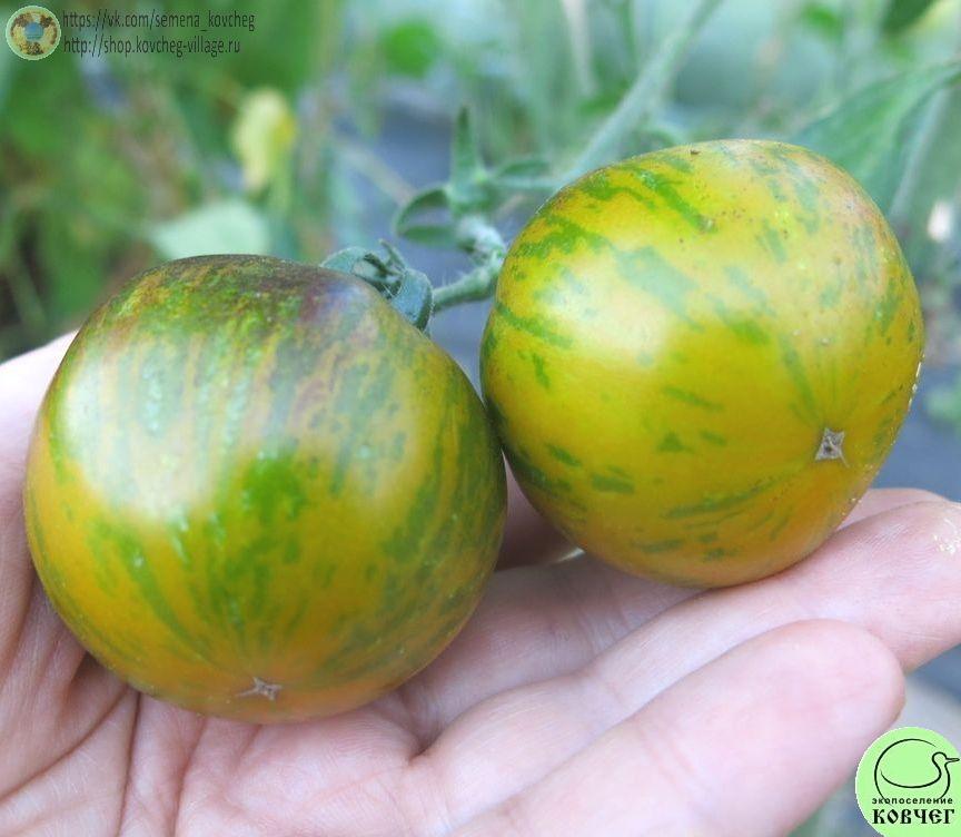 33. Сине-зеленая зебра (5)_1 2025г. Семена томата Сине-зелёная зебра