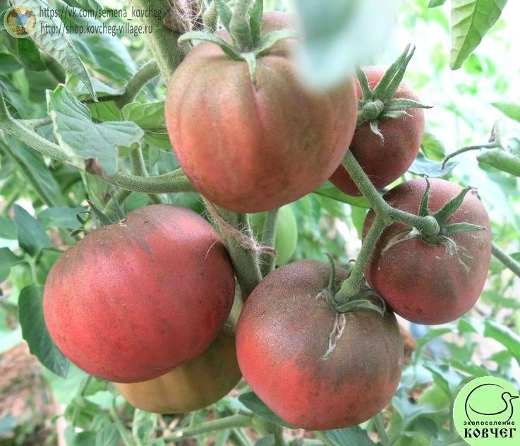 34. Синие небеса (12)_1 2025г. Семена томата Синие небеса