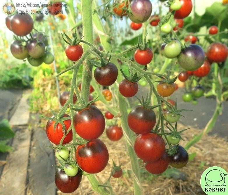 35. Синяя Гроздь (4)_1 Семена томата Синяя Гроздь