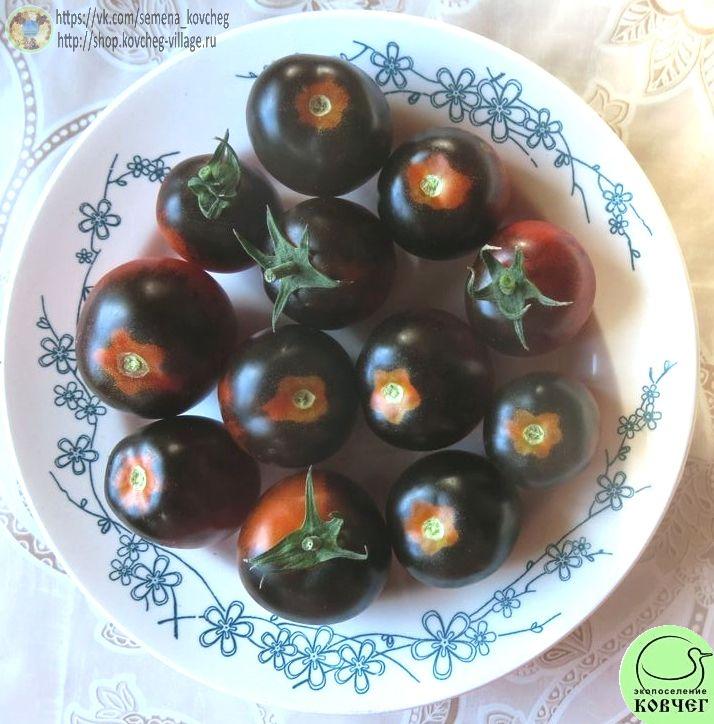 35. Синяя Гроздь (5)_1 Семена томата Синяя Гроздь