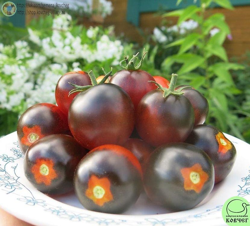 35. Синяя Гроздь (8)_1 Семена томата Синяя Гроздь