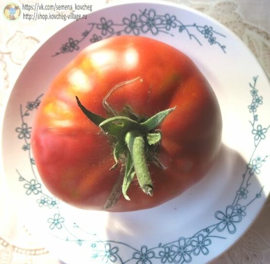 Семена томата Старообрядческий